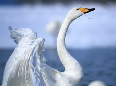 В Агинском Бурятском округе пройдет молебен, посвященный прилету лебедей
