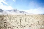 Фото. Последователи линии друкпа кагью посадили 100 тысяч деревьев за один час