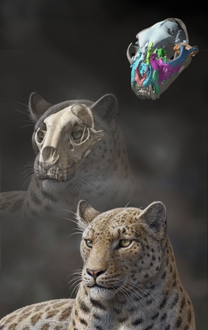 Предки леопардов оказались родом из Тибета