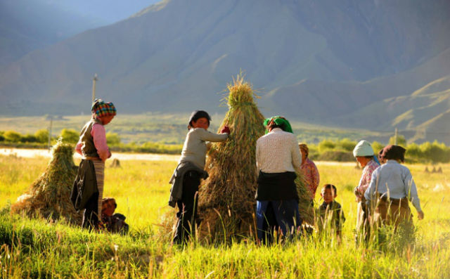Расселению фермеров по территории высокогорного Тибета способствовал ячмень
