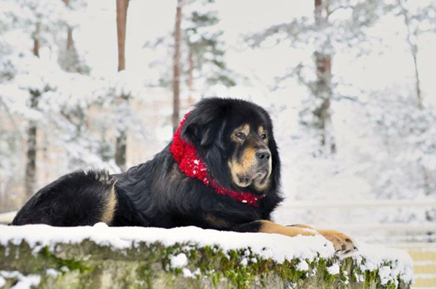 Более 100 собак тибетских пород примут участие в выставке «Tibet Dog Estonia» в Таллине