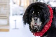 Более 100 собак тибетских пород примут участие в выставке «Tibet Dog Estonia» в Таллине