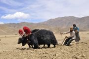 Тибетский Лосар. Сквозь перипетии истории