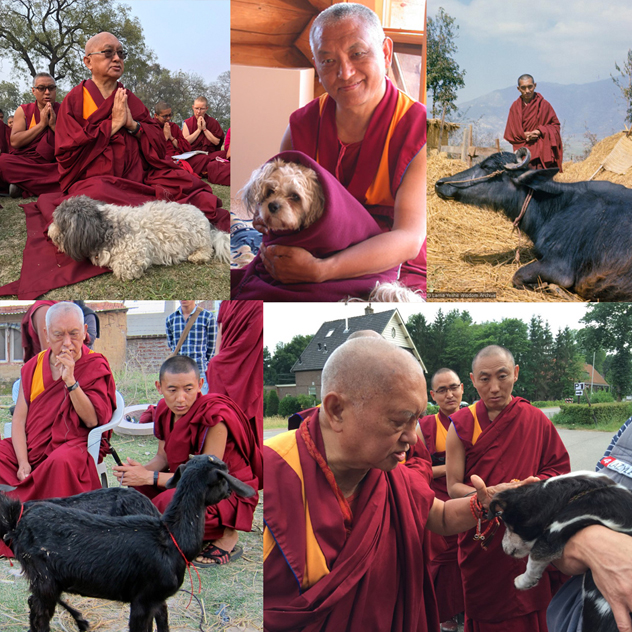 Лама Сопа Ринпоче проведет в Элисте церемонию благословения животных
