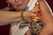 «Подарить мир и покой сердцам животным». Лама Сопа проведет в Москве уникальную церемонию благословения домашних питомцев