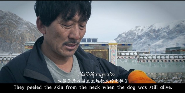 Трагедия тибетского мастифа: тысячи бездомных агрессивных собак, выброшенных богатыми китайцами, скитаются по Тибету