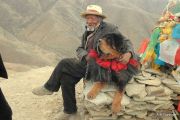 Что думают о домашних питомцах тибетцы