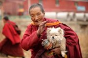 Что думают о домашних питомцах тибетцы