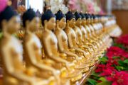Некоторые из тысячи статуэток Будды, поднесенных Фондом Поддержания Махаянской Традиции Его Святейшеству Далай-ламе, на алтаре в резиденции Его Святейшества. Фото: офис ЕСДЛ.