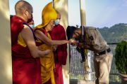 Сотрудник службы безопасности приветствует Его Святейшество Далай-ламу, прибывшего в главный тибетский храм на церемонию подношения молебна о долгой жизни, проводимую пятью тибетскими организациями. Дхарамсала, штат Химачал-Прадеш, Индия. 24 июня 2022 г. Фото: Тензин Чойджор (офис ЕСДЛ).